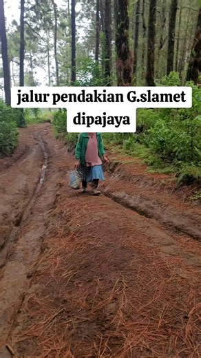 indahnya suasana alam yang masih terjaga, hutan G.slamet bascampe dipajaya #alampedesaan #naturelovers #basecampedipajaya