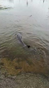 WATCH: Sturgeon seen spawning in floodwaters in Wisconsin