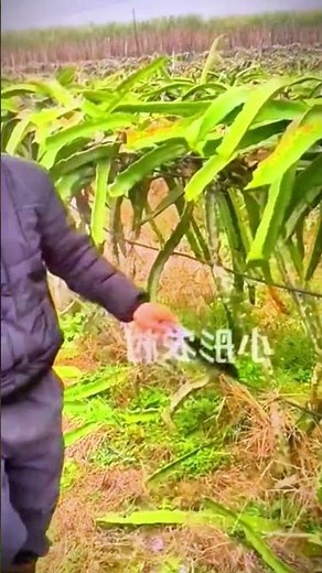 Dragon Fruit Tree Care Techniques