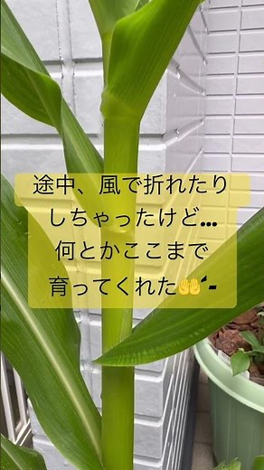 初心者がやる家庭菜園‼️今回は…とうもろこし🌽🌽🌽#家庭菜園 #プランター菜園 #プランター栽培 #大人初心者 #野菜作り #野菜栽培 #野菜生活 #野菜野果 #野菜収穫