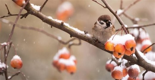 20 декабря: народные обычаи и приметы, что нельзя делать сегодня