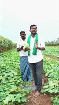 Keera Dosakaya (Cucumber) #raithubadi #agriculture #cucumberfarming