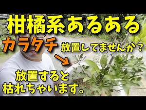 知らずに接木の台木(カラタチの木)を育てていませんか？#家庭菜園 #ガーデニング #柑橘系