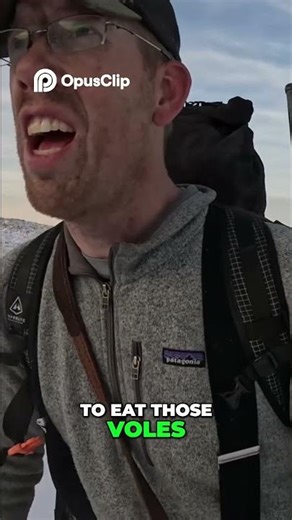 Amazing Wolf Tracks & Vole Prints Winter Wildlife!