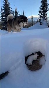 Gentle Giant! Alaskan Malamute Guides Scared Rabbit Home Through Deep Snow ❄️ #malamute #wholesome