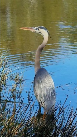 Majestic silence, Giant Size #greatblueheron #birdwatching #wildanimals #wildlife
