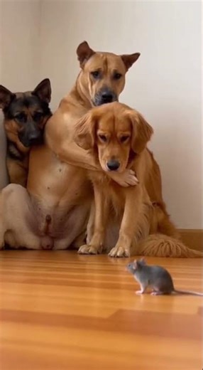 Three Big Dogs vs One Tiny Mouse?! The Ultimate Showdown #dogs #mouse #pets