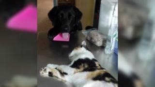 Network for Animals on Reels