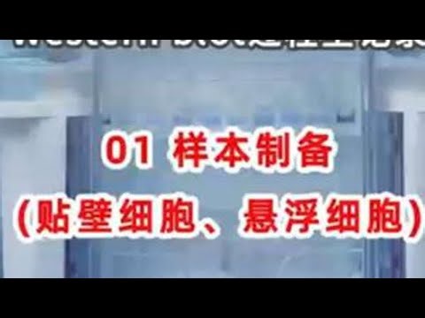 沉浸式做实验—westernblot样本制备超详细流程！#WB实验 #实验室日常 #westernblot #科研干货