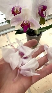 21K views · 337 reactions | Your orchid is not dying just because the old flowers are falling off. #phalaenopsis #orchidcare | Ohio Tropics Houseplant and Garden Care | Facebook