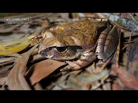 Mottled Barred Frog Calls - Deep, guttural croaks