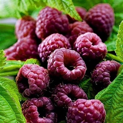 6 X Purple Raspberry Plants - Royalty Raspberry - Bare Root - Etsy