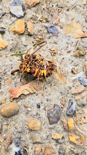 3.5K views · 22 reactions | European hornets mating with the big...