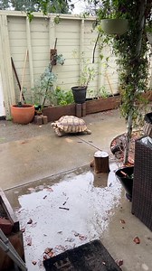 It’s like she thinks she’s warm blooded or something…🤷‍♀️ #tortoiselife #sillyanimals #cutenessoverload | Ethel the Glamour Tort