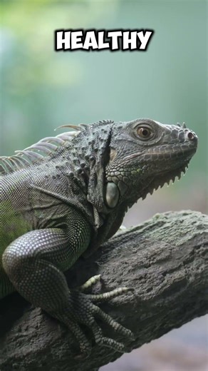 🦎 Reptile Care Starts with the Right Setup