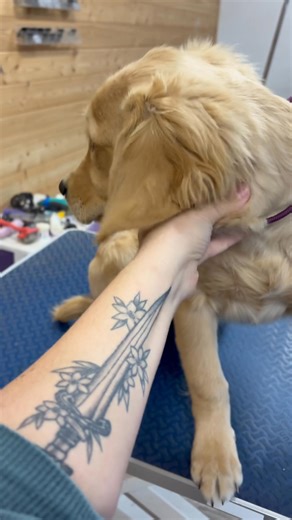 3 comments | Dis my first time and I just a baby! | Smart Dog Grooming | Facebook