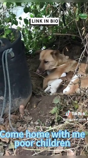 please support by donating through link in bio please 🙏 #foryou_dog #doglover #homeless #1m_viwes