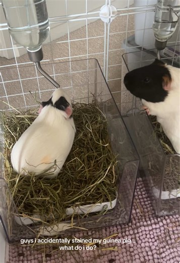 How to Remove Stains from Your Guinea Pig's Fur
