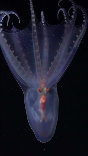 Rare Telescope Octopus Caught on Camera ‪@SchmidtOcean‬