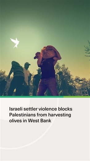 1.6K views · 653 reactions | The olive harvest season in the West...