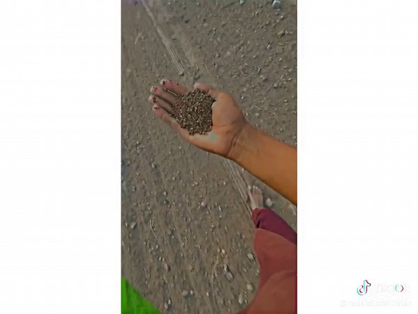 Planting Seeds: A Beginner's Guide to Gardening