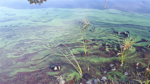 Blue-green algae can be tricky to spot, how to recognize it - The Weather Network