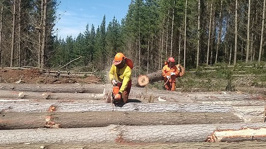 Logging Scene: Workers in Action in Dense Forest