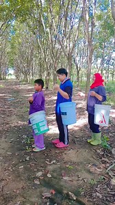 เก็บยางไป เต้นไป พอหายเหนื่อยครับ #ขำๆ #คนชายแเน #หวานเจี๊ยบ | Pornpawit Sritha