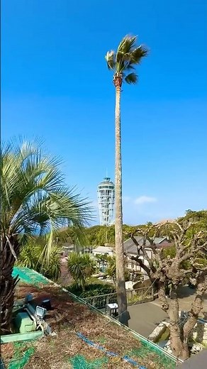 【江の島、どこ撮っても映える。歩くだけで、フォトスポット。】