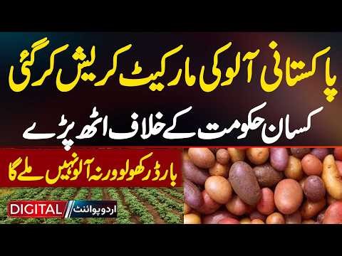 Pakistani Potato Market Crashed - Farmer Protests Against The Government, Demanding Border Openings