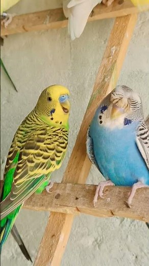 Most beautiful Female Budgie Chirping And Singing