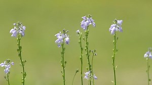 clip-26479067-dainty-light-purple-texas-toadflax-flowers-on
