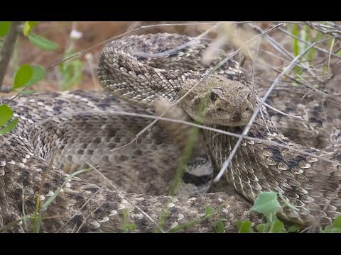 Blow Gun Rattler kill just after the monster snake strikes!!