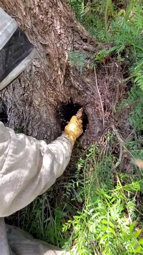 the honey hole! 🍯 #bugs-002 #savethebees #bees #beetok | Breitenberg Kuvalis