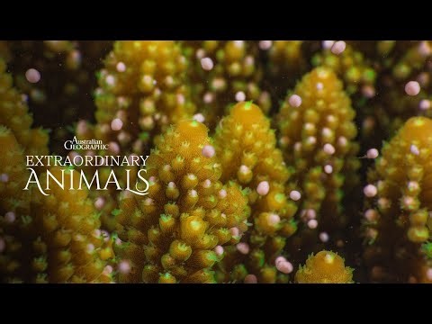 Coral snot alert! 🤧 | Extraordinary Animals