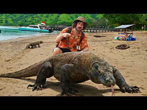 Aquí vive el reptil más peligroso del mundo: DRAGÓN DE KOMODO 🐊