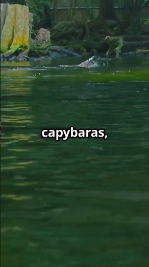 Sucuri River | Discover the Magic in 60 Seconds