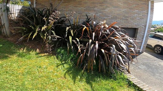 How I reclaimed a neglected yard in hours!