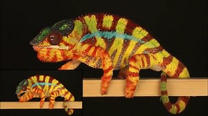 Comment les caméléons changent-ils de couleur ?