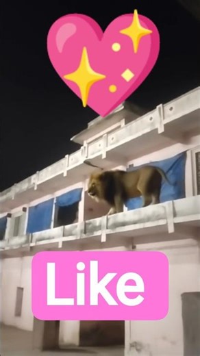 #shortvideo. #lion #lionking 🦁🦁🦁🦁🦁🦁🦁🦁🦁🦁🦁🦁🦁🦁🦁
