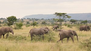7.3K reactions · 931 shares | Do you dream of the 혶혭혵혪혮혢혵혦 horseback...