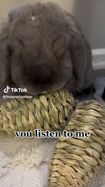 hopper the bun bun on TikTok