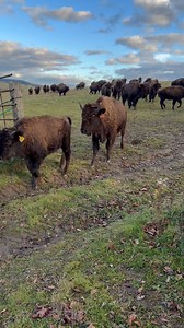 3K views · 82 reactions | Moving day… the loud sound of quiet bison. Supplementing grazing now with dry hay. It’s been a challenging year for pastures. Will continue to rotate the herd until mid December - January… let’s see what Mother Nature brings and adjust accordingly. | Bison Island Ranch | Facebook