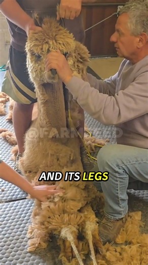 Why Alpacas Are Tied Down for Shearing #shorts