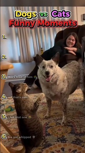 Dogs vs Cats: The Chaos Is Real 😂 | Ranking Funny Moments