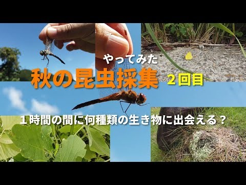 【秋の昆虫採集】２回目 １時間でどれくらいの生き物と出会えるかやってみた！ #昆虫採集 #生き物 #むし岡