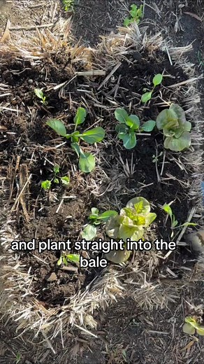 Creative Layouts for Raised Garden Beds | Straw Bale Garden