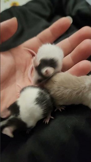 2 years of mouse breeding, I have finally gotten the colors that started it all! #fancymice #petmice