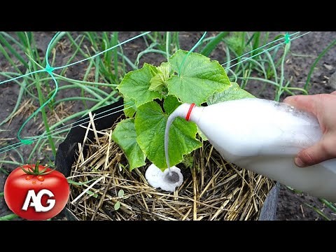 IF CUCUMBERS DO NOT GROW I FEED THEM WITH THIS VITAMIN BOMB