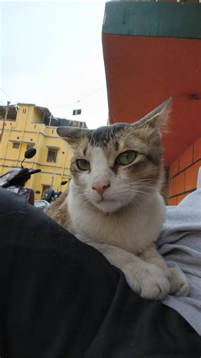 coco on Instagram: "#cats #straycats #paws #tails"